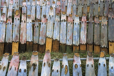 Nutria skins, stretched on planks, set out to dry in the sun. Golden Meadow, Louisiana