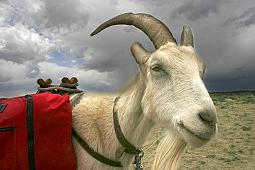 Goat packing in the Red Desert, Wyoming