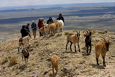 Goat packing in the Red Desert, Wyoming