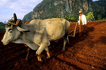 A Cuban farmer plows a field with oxen, in preparation for planting corn, in the Vinales Valley, Cuba.  Much of the farm work in Cuba is done by hand without machinery.