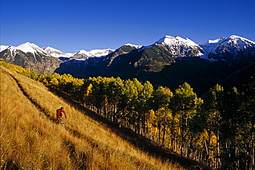 Bill Ward mountain biking on the Jud Wiebe trail above Telluride, Colorado