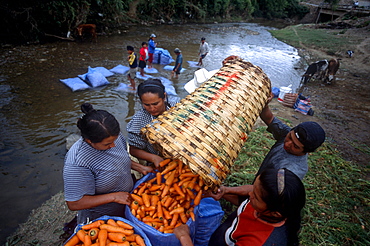 Campesinos wash for market freshly-picked carrots in a river in Los Negros, Bolivia Friday, Nov. 12, 2004. Ernesto "Che" Guevara was captured by the Bolivian army in 1967 in a nearby valley and executed in La Higuera days later. His body was put on public display in the laundry room of the Vallegrande hospital, then secretly buried under the air strip for 30 years. Guevara and fellow communist guerillas were attempting to launch a continent-wide revolution modeled on Guevara's success in Cuba in the late 1950s. The Bolivian government recently began promoting the area where he fought, was captured, killed and burried for 30 years as the "Ruta del Che," or Che's Route.