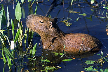 A capybara, the largest rodent in the world, in the Pantanal, the largest freshwater estuary in the world. The Pantanal is located in western Brazil, along the Paraguay River and adjacent to to the Bolivian border.