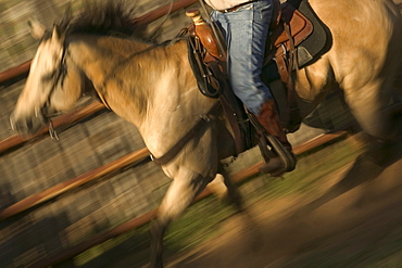 Texas horse galoping in a field with cowboy.