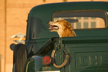 Green Chevrolet pick-up truck parked near an old building with a dog in the trunk.