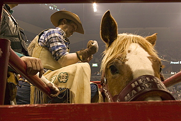 A cowboy rider gets ready for his ride at the San Antonio Rodeo Show.