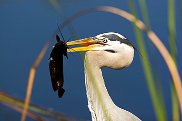 A great blue heron proudly displays a walking catfish it snares while feeding in the Everglades National Park in south Florida.