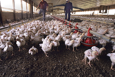 These photos were made on a rural Arkansas Chicken farm.  This farm uses the fecal material from the chickens to make feed for cattle. The fecal matter is composted with grains and food stuffs.  The final product is fed to cattle.  Large chicken farms like this one could spread the virus quickly if  infected birds are found. (photo by Scott Goldsmith, Aurora)