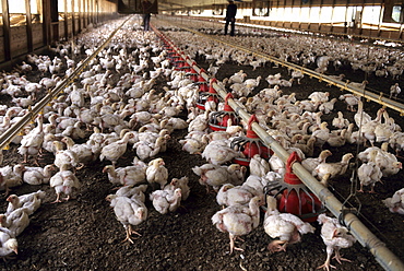 These photos were made on a rural Arkansas Chicken farm. This farm uses the fecal material from the chickens to make feed for cattle.  The fecal matter is composted with grains and food stuffs.  The final product is fed to cattle.  Large chicken farms like this one could spread the virus quickly if  infected birds are found. (photo by Scott Goldsmith, Aurora)