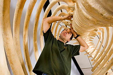 Marine Scientist Dan DenDanto works on the ribs of a 45' sperm whale articulation at the whaling museum in Nantucket.