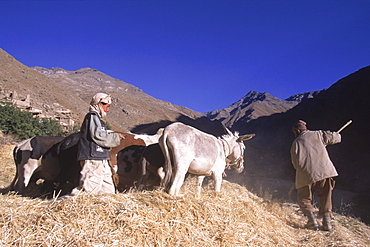 Tajik farmers and their families thresh wheat with oxen and donkeys, in a side valley to the Panjshir Valley, in the Hindu Kush mountains.