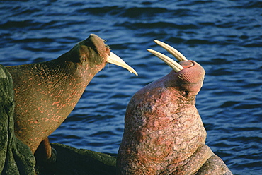 A pair of Pacific walruses (Odobenus rosmarus) joust with ivory tusks on the rocky shore of Walrus Islands State Game Sanctuary on Round Island at Bristol Bay in Alaska's Bering Sea.