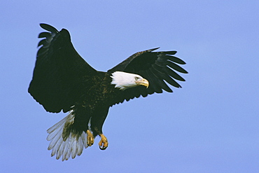 An American bald eagle (Haliaeetus leucocephalus) soaring against blue sky.