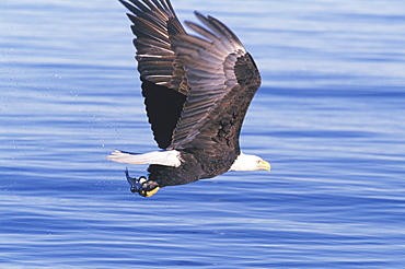 An American bald eagle (Haliaeetus leucocephalus) flies over a river with a fish in its talons.