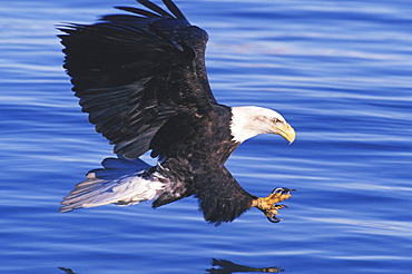 An American bald eagle (Haliaeetus leucocephalus) swoops with open talons to catch a fish in an Alaska lake.