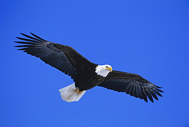 An American bald eagle (Haliaeetus leucocephalus) soaring against blue sky.