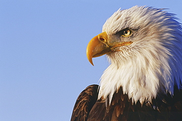 Close-up portrait, profile of an American bald eagle (Haliaeetus leucocephalus.)