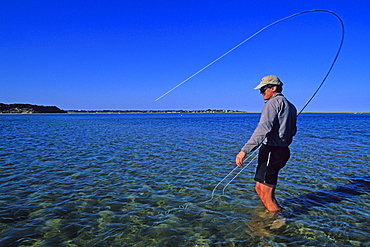 A salt water fly fisherman fights a striped bass in Chatham, Massachusetts.