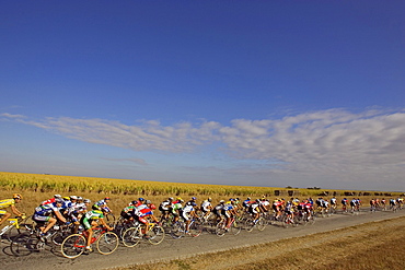 A large pack of cyclers move on a road through the Cuban countryside.