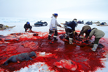 Hunters from Igloolik butcher a walrus. The walrus was female and had a baby inside.