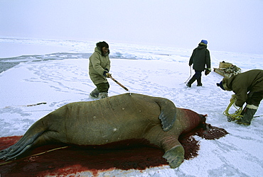 A number of hunters go out together to hunt walrus. They shoot the walrus and harpoon it and haul it in.