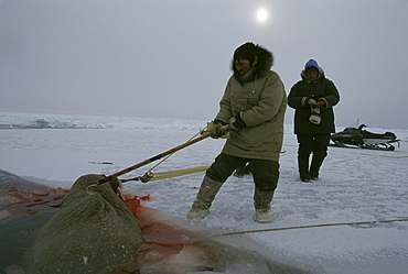 A number of hunters go out together to hunt walrus. They shoot the walrus and harpoon it and haul it in.