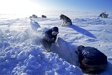 Igloolik, Samuillie Amnaq out digging out his dog team. He is unearthing the chain that holds them. He enjoys keeping them and rents them out for sport hunts.