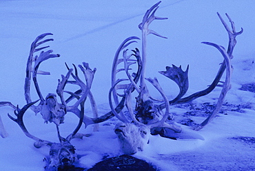 Caribou antlers and skull on Baffin Island, Canada.