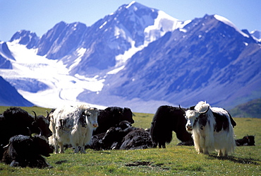 Altai Tavan Bogd National Park, Mongolia