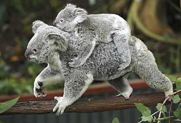 Koala Bears, Phascolarctos cinereus, at a zoo in Kuranda, Australia