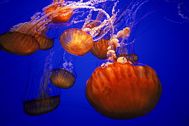 Sea Nettles, a type of Pacific jellyfish, swim at the Monterey Bay Aquarium.