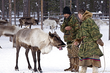 Siberian reindeer camp