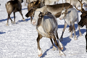 Siberian reindeer camp