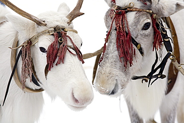 Reindeer races in Siberia