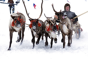 Reindeer races in Siberia