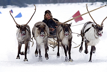 Reindeer races in Siberia