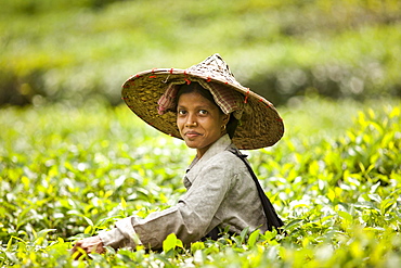 Srimangal, Bangladesh - August, 2011: Young woman picking tea leaves in a tea plantation outside Srimangal in Bangladesh.