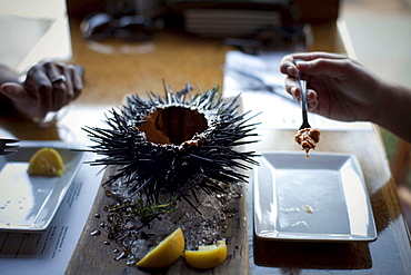 Two friends eat a large shelled sea urchin at the Sea Rocket Bistro restaurant in San Diego,  Ca. The urchin was caught only hours earlier by a San Diego diver,  who personally delivers his catch to various seafood restaurants in the area.