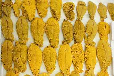 Sea urchin lies in a tray prior to packaging at Catalina Offshore Products in San Diego,  Ca. Urchin meat has a tiny shelf life,  meaning,  the fresh meter starts ticking the minute a diver breaks the surface with a full catch bag. After processing,  jetl