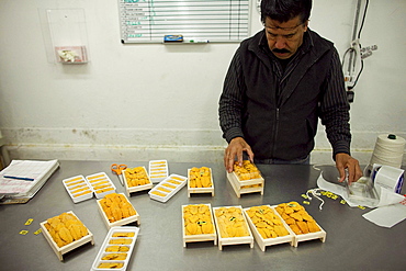 A Hispanic worker at Catalina Offshore Products in San Diego,  Ca. inspects and prepares sea urchin. Urchin meat has a tiny shelf life,  meaning,  the fresh meter starts ticking the minute a diver breaks the surface with a full catch bag. After processing