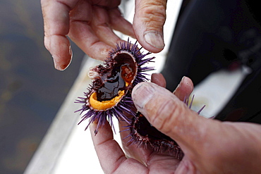 Peter Halmay (71) a former engineer turned sea urchin diver in San Diego,  Ca.,  tastes a portion of his catch onboard his boat after his second dive of the day. According to many,  the best urchins - the big Pacific Reds - come from the kelp forests off