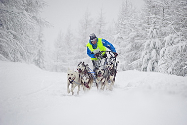 Dogsled race in Jakuszyce, Poland.