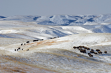 Ft. Peck has an existing herd of bison that are not genetically pure Yellowstone bison.  These run in a pasture next to the Yellowstone bison. The pure bsion are being held in a 20-acre pen until they're released to into a fenced pasture.