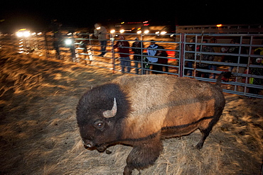 Yellowstone bison are unloaded to a pasture on the Ft. Peck Indian reservation.  The frst time in history Yellowstone bison have returned to the tribes.