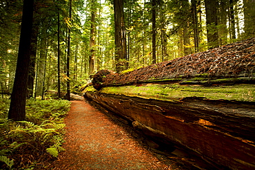 Giant trees and lush forest in Redwoods State National California, USA