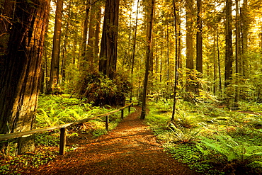 Giant trees and lush forest in the Humboldt Redwoods State Park California, USA