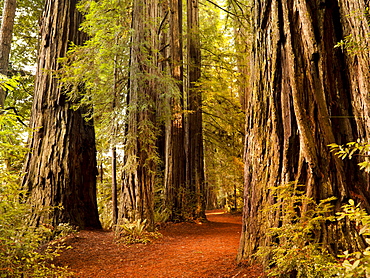 Giant trees and lush forest in the Humboldt Redwoods State Park California, USA