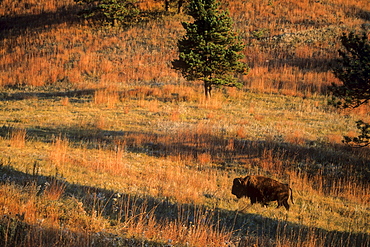 Bison herd in Custer St. Park, SD