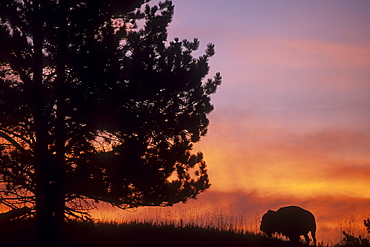 Bison herd in Custer St. Park, SD