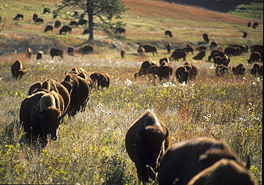 Bison herd in Custer St. Park, SD